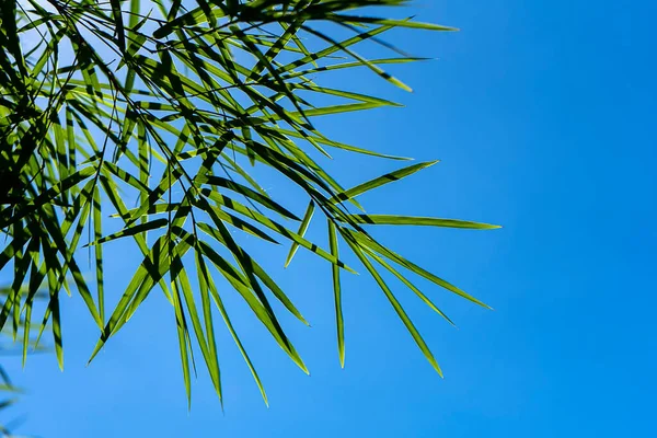 Folhas Bambu Frescas Com Fundo Azul Céu Espaço — Fotografia de Stock