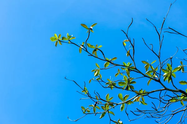 青い空を背景に葉を持つ春の熱帯アーモンドの木 学名Terminalia Catappa — ストック写真