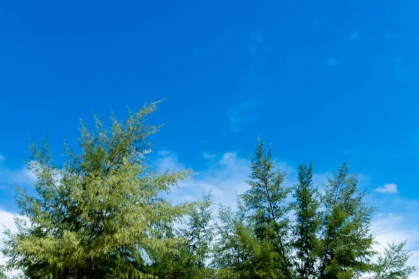 Kiefer Mit Blauem Himmel Hintergrund — Stockfoto