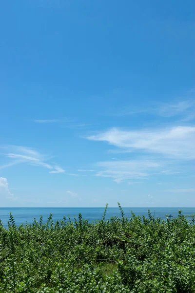 海と空の背景を持つビーチでのVitex Trifolia植物の眺め — ストック写真