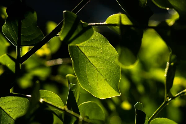 Blätter Frühling Mit Sonnenlicht — Stockfoto
