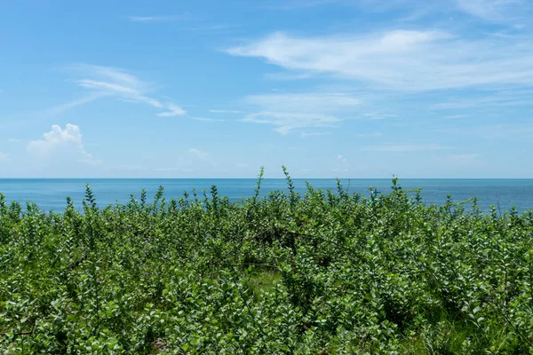 Vista Planta Vitex Trifolia Playa Con Fondo Mar Cielo — Foto de Stock