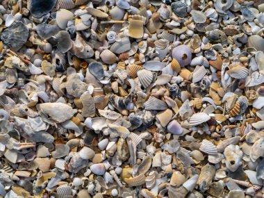 Sahildeki deniz kabuklarını kapatın..