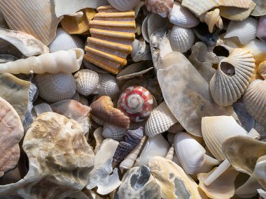 Sahildeki deniz kabuklarını kapatın..