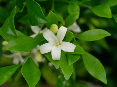 Beyaz Turuncu Yasemin veya Yapraklı Çin Kutusu Çiçeği (Murraya paniculata)