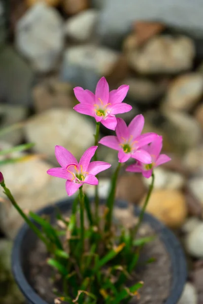 Close Růžový Déšť Lilie Květ Rozmazaném Pozadí Vědecký Název Zephyranthes — Stock fotografie