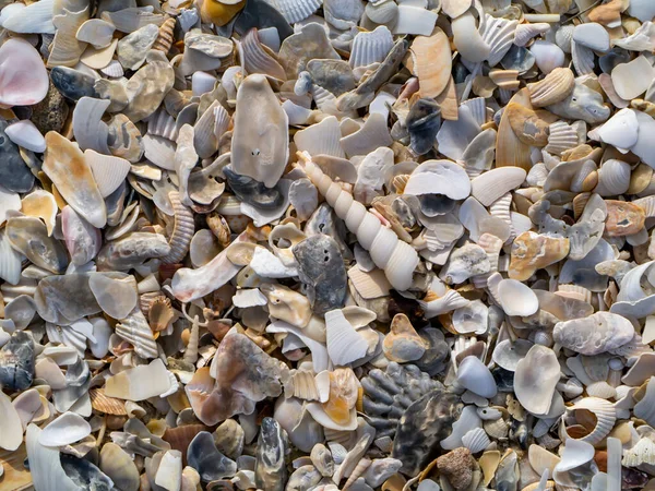 Sahildeki Deniz Kabuklarını Kapatın — Stok fotoğraf