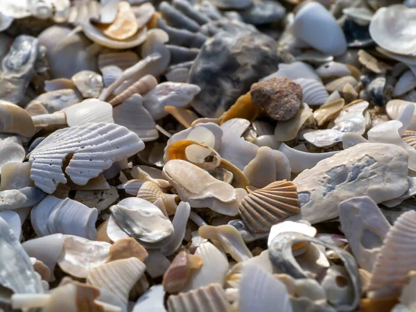 Close Shells Beach — Stock Photo, Image