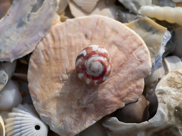 Close Shells Beach — Stock Photo, Image