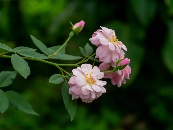 Närbild Rosa Damast Rose Blomma Med Suddig Bakgrund Rosa Damascena — Stockfoto