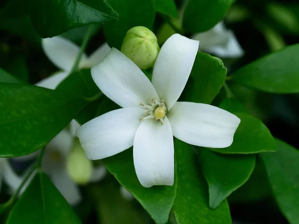 Jazmín Naranja Blanco China Caja Flores Con Hoja Murraya Paniculata —  Fotos de Stock