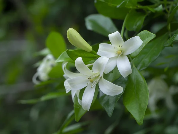 Λευκό Πορτοκαλί Γιασεμί Κίνα Κουτί Λουλούδι Φύλλα Murraya Paniculata — Φωτογραφία Αρχείου