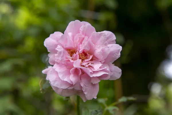 Ροζ Του Άνθους Νταμασκ Ρόουζ Rosa Damascena — Φωτογραφία Αρχείου