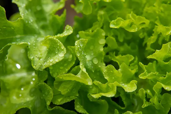 Close Blatt Von Organischen Grünen Eiche Pflanzen Wachsen Mit Wassertropfen — Stockfoto