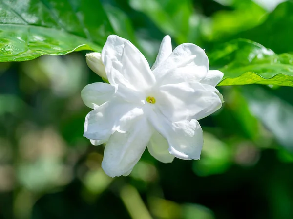 Blisko Biały Kwiat Jaśminu — Zdjęcie stockowe