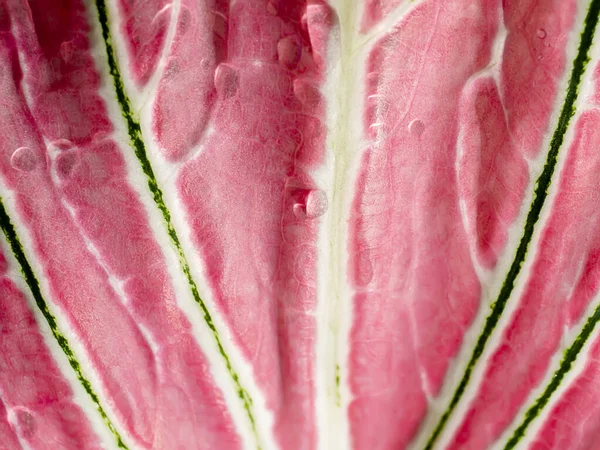 Caladium Bicolor Yaprağının Dokusunu Kapat — Stok fotoğraf