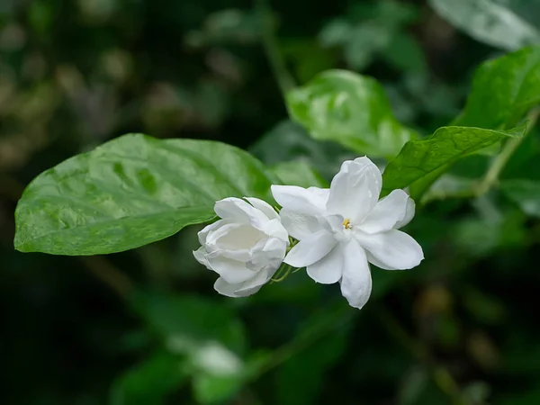 Close White Jasmine Flower — Stock Photo, Image