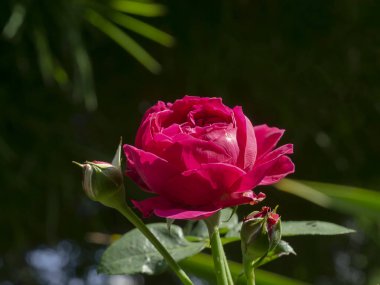 Kapatın Kırmızı Eden Dağcı Gül çiçeği koyu bulanık arkaplanda