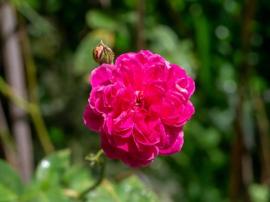 Damask Gül çiçeğinin (Rosa Damascena) arka planındaki koyu pembeyi kapat