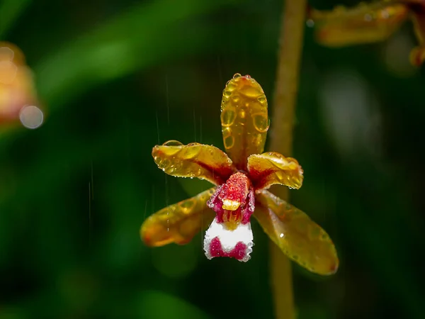 Närbild Cymbidium Finlaysonianum Orkidéer Blomma Med Vatten Droppe Suddig Bakgrund — Stockfoto