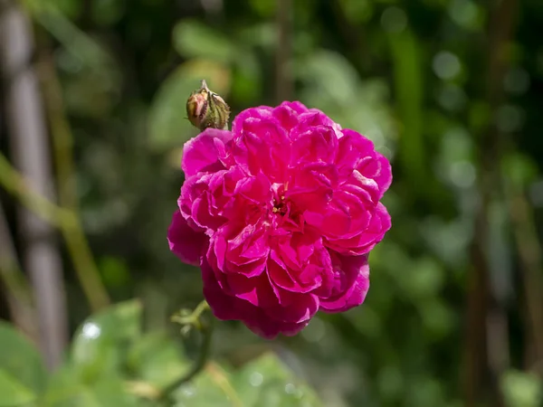 Närbild Djup Rosa Damast Rose Blomma Rosa Damascena Suddig Bakgrund — Stockfoto