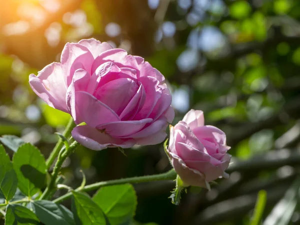 Close up of pink Damask rose petals for rose tea. (Rosa damascena Mill)