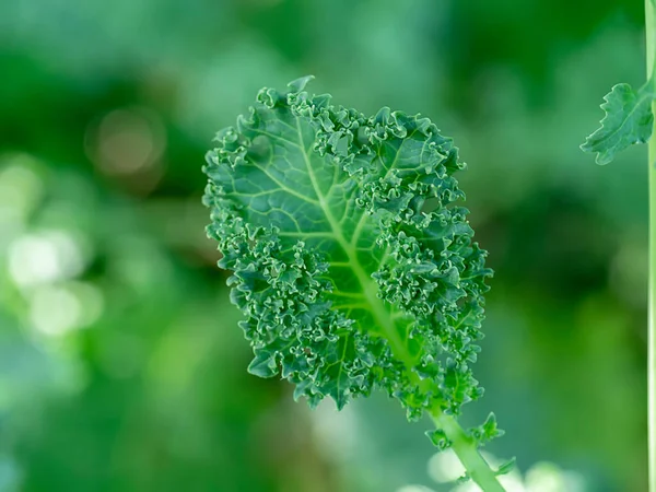 Grünkohlblätter Großaufnahme Auf Unscharfem Hintergrund Wissenschaftlicher Name Brassica Oleracea Var — Stockfoto