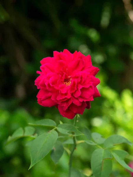 Närbild Djup Rosa Damast Rose Blomma Rosa Damascena Suddig Bakgrund — Stockfoto