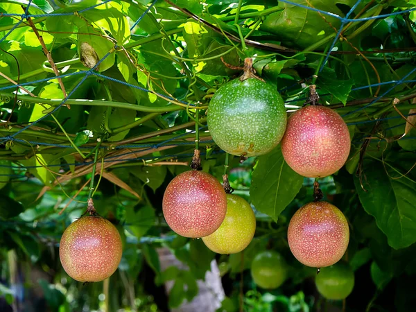 木の上のパッションフルーツのリップと生を閉じます 緑膿菌 — ストック写真