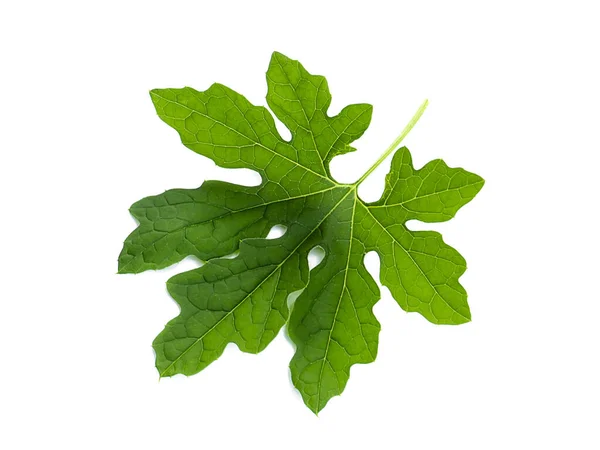 Blatt Bittergurke Bittergurke Carilla Frucht Momordica Charantia Großaufnahme Auf Weißem — Stockfoto