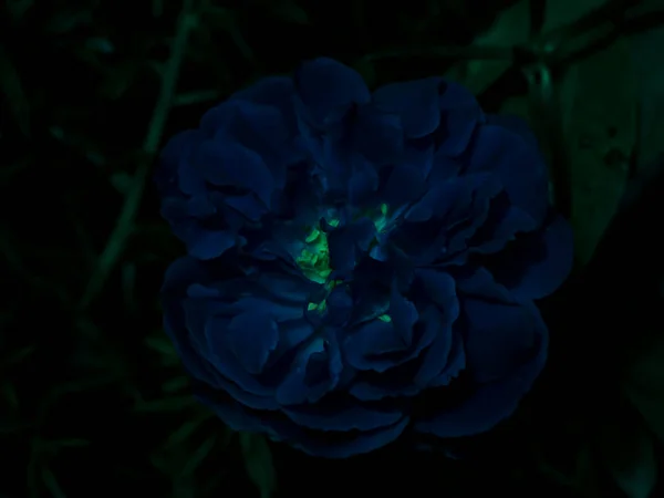 Gros Plan Bleu Foncé Rose Fleur Sur Fond Sombre — Photo