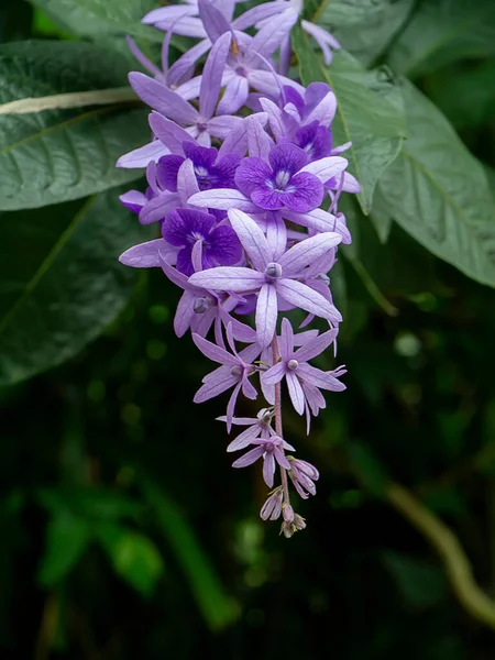 Close Purple Wreath Sandpaper Vine Flower Background Scientific Name Petrea — Stock Photo, Image