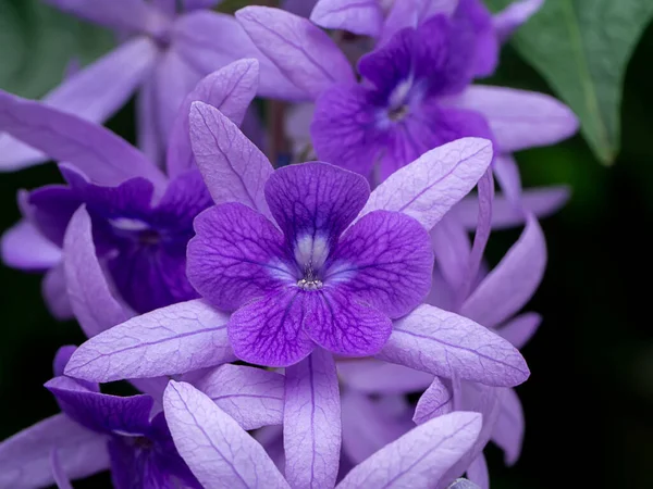 Close Purple Wreath Sandpaper Vine Flower Background Scientific Name Petrea — Stock Photo, Image