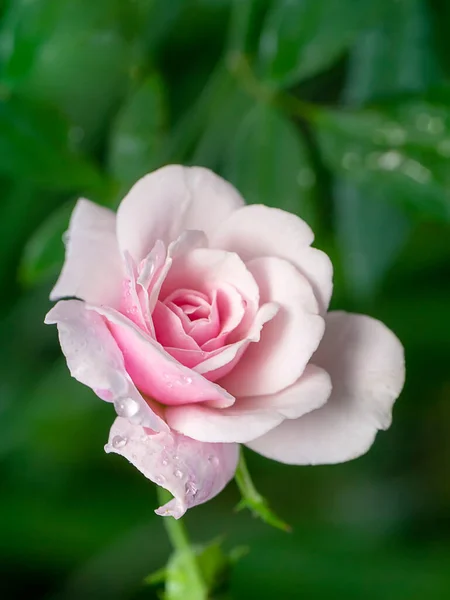 背景がぼやけているダマスクバラの花のピンクを閉じます ローザ ダマセナ — ストック写真