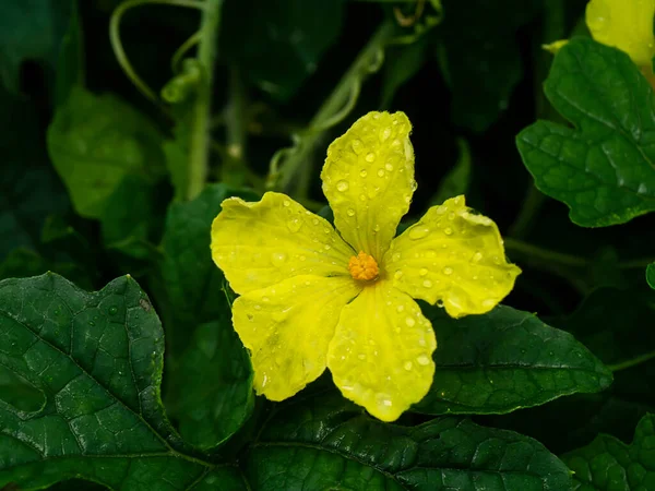 Närbild Gul Blomma Bittergurka Bitter Gourd Carilla Fruit Momordica Charantia — Stockfoto