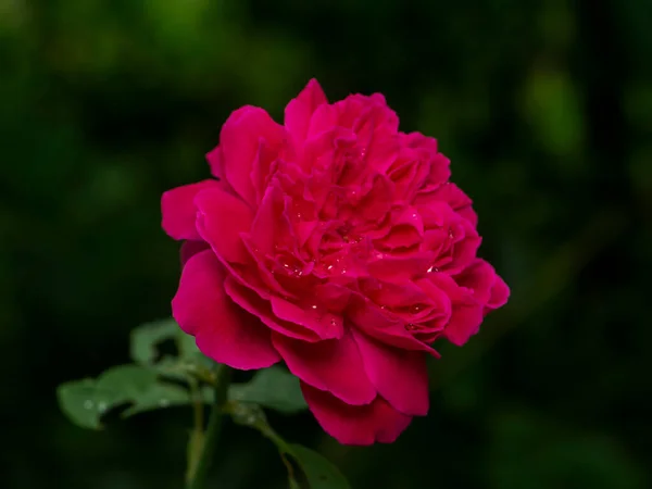 模糊背景下的达摩蔷薇花 达拉卡 特写粉红 — 图库照片