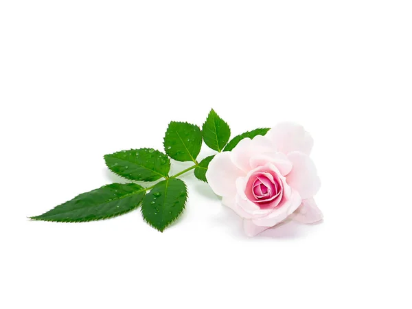 Pink Damask Rose Flower Leaf White Background Rosa Damascena — Stock Photo, Image