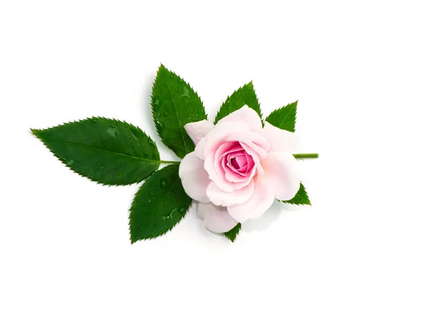Pink Damask Rose Flower Leaf White Background Rosa Damascena — Stock Photo, Image