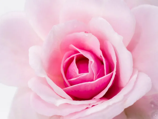Close Pink Damask Rose Blomst Rosa Damascena - Stock-foto