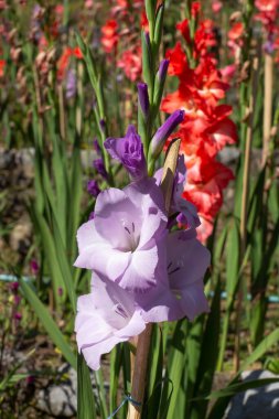 Bahçedeki Gladiolus çiçeği.