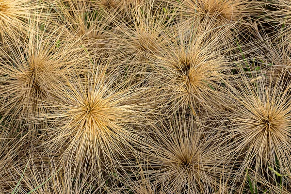 Primer Plano Seco Spinifex Littoreus Hierba Playa — Foto de Stock