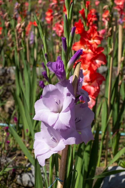 庭のグラジオラスの花 — ストック写真