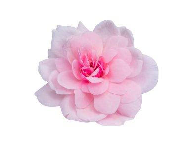 Damask Gülü 'nün pembe çiçekleri kırpma yolu ile beyaz arkaplanda izole edilir. (Bilimsel adı Rosa Damascena)