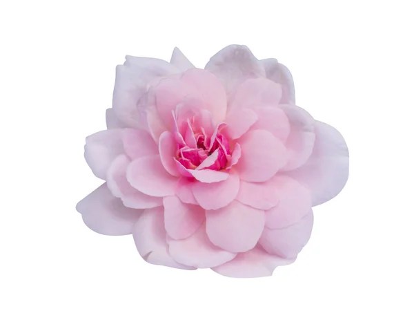 Roze Van Damast Rose Bloem Isoleren Witte Achtergrond Met Clipping — Stockfoto