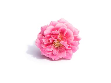 Beyaz arka planda pembe gül çiçeği ve yumuşak gölge. (Rosa Damascena)
