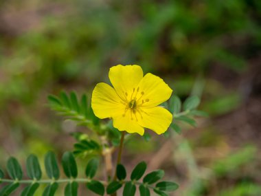 Kapat Şeytan Dikeni 'nin (Tribulus terrestris bitki) sarı çiçeği bulanık arkaplanda