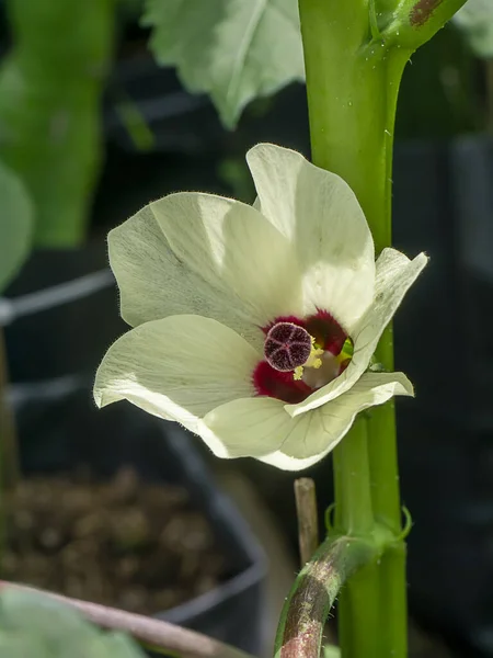 Gros Plan Okra Jaune Gombo Doigt Dame Fleur Quimbamto Avec — Photo