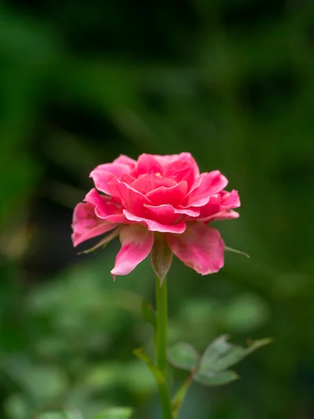 Закрыть Сторону Розового Цветка Розы Зеленом Размытом Фоне — стоковое фото