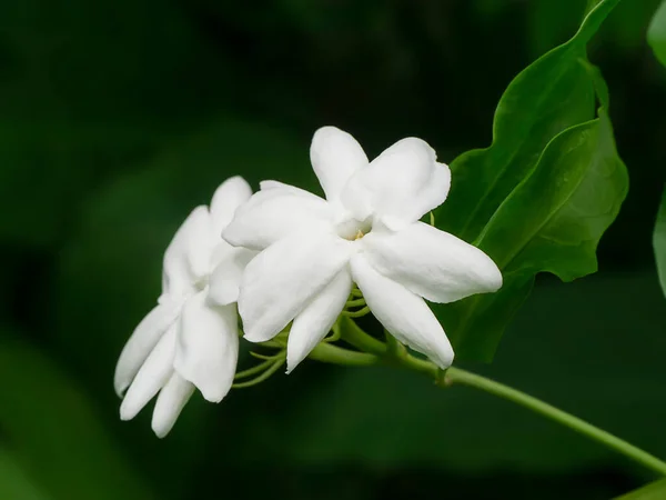 Primer Plano Flor Jazmín Blanco Con Hoja Sobre Fondo Oscuro — Foto de Stock