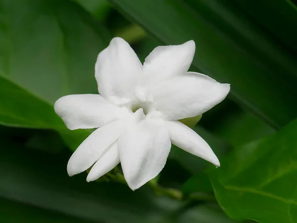 Close Flor Jasmim Branco Com Folha Fundo Escuro — Fotografia de Stock